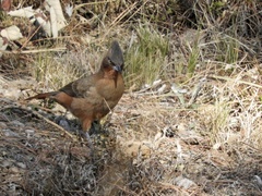 Pseudoseisura lophotes