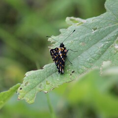 Catasticta teutila