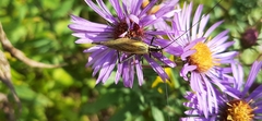 Oecanthus nigricornis