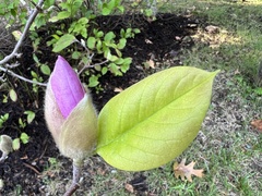 Magnolia liliiflora