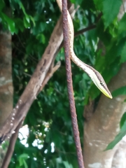 Oxybelis potosiensis