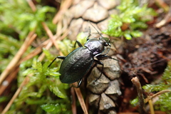 Carabus arvensis