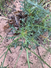 Lepidium montanum