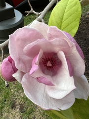 Magnolia liliiflora