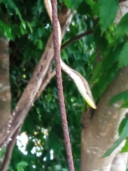 Oxybelis potosiensis