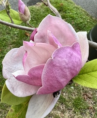 Magnolia liliiflora