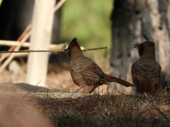 Pseudoseisura lophotes