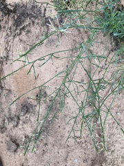 Lepidium montanum