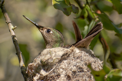 Sephanoides sephaniodes