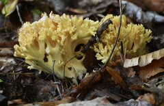 Ramaria rasilispora