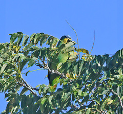 Amazona amazonica