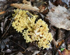 Ramaria rasilispora