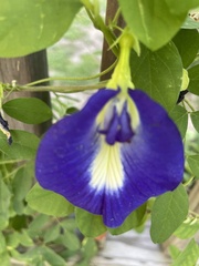 Centrosema virginianum