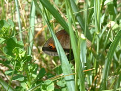 Erebia epipsodea