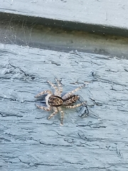 Platycryptus californicus