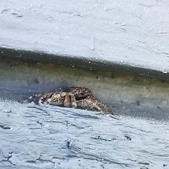 Platycryptus californicus