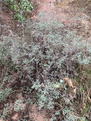 Symphoricarpos rotundifolius