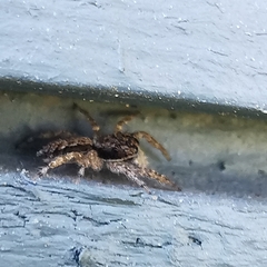Platycryptus californicus