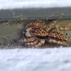 Platycryptus californicus