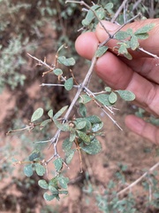 Symphoricarpos rotundifolius