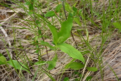 Eurybia