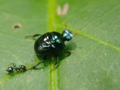Canthon viridis