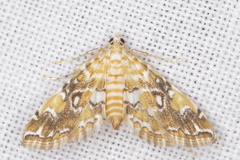 Elophila faulalis