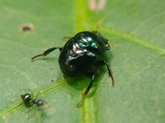 Canthon viridis