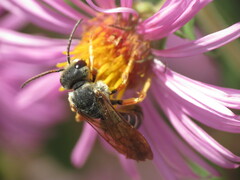 Halictus parallelus