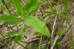 Eurybia