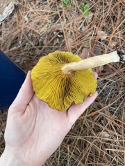 Phylloporus leucomycelinus