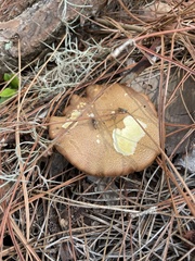 Phylloporus leucomycelinus