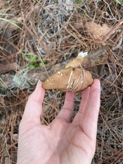 Phylloporus leucomycelinus