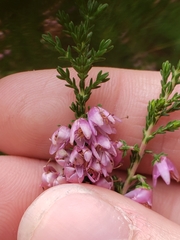 Calluna vulgaris
