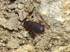 Metophonus