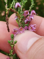 Calluna vulgaris