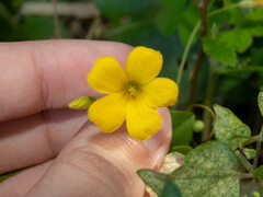Oxalis niederleinii