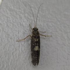 Polycentropodidae