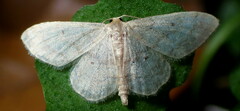 Idaea biselata