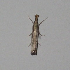 Agriphila vulgivagellus
