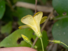 Oxalis niederleinii