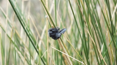 Phidippus octopunctatus