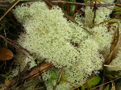 Cladonia confusa