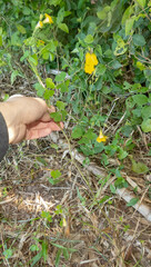 Oxalis niederleinii