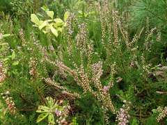 Calluna vulgaris