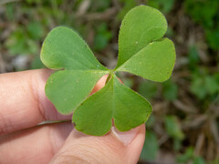 Oxalis niederleinii