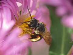 Halictus parallelus