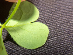 Oxalis niederleinii