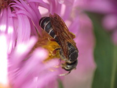 Halictus parallelus