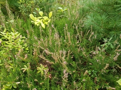 Calluna vulgaris